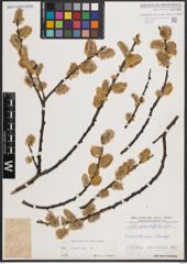 Foto von Salix caprea L.